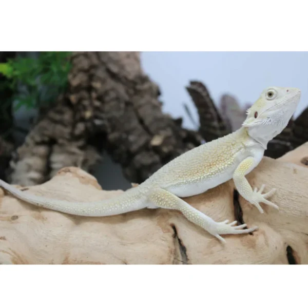 Bearded Dragon Female for Sale