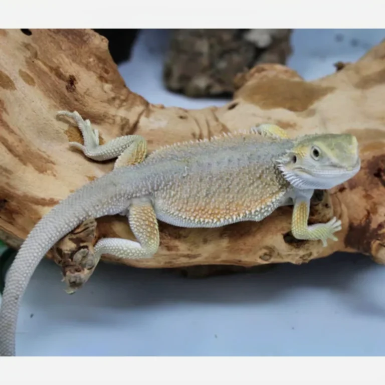 Where To Buy Bearded Dragons Online