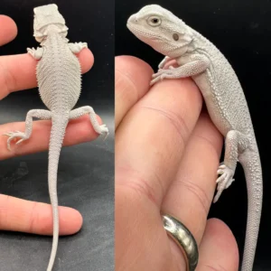 Best Place To Buy Bearded Dragons Online