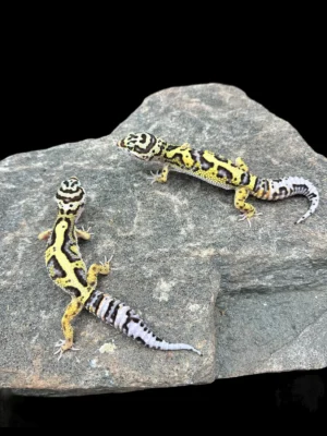 Buy Leopard Geckos online usa