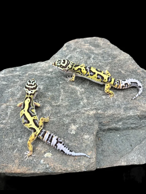 Buy Leopard Geckos online usa