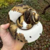 Buy Ball Python For Sale