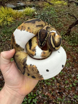 Buy Ball Python For Sale