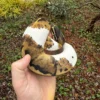 Buy Ball Python For Sale