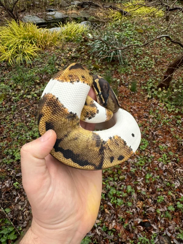 Buy Ball Python For Sale