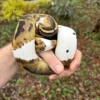 Buy Ball Python For Sale