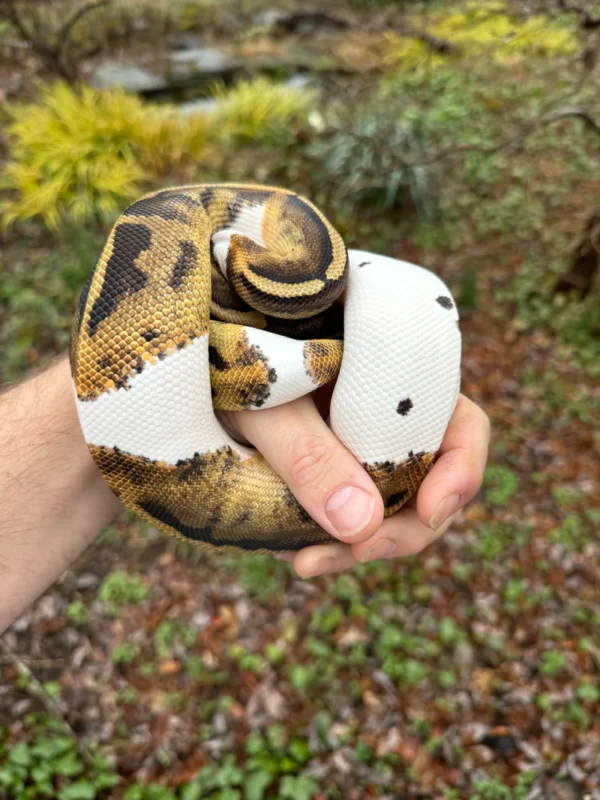 Buy Ball Python For Sale