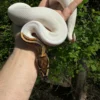 Ball Python For Sale USA