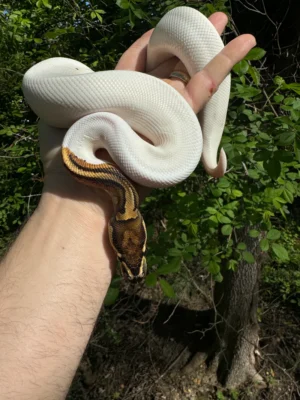 Ball Python For Sale USA