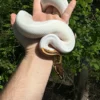 Ball Python For Sale USA