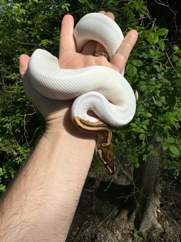 Ball Python For Sale USA