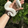 Ball Python For Sale USA