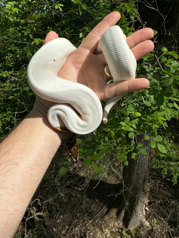 Ball Python For Sale USA