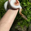 Ball Python For Sale USA