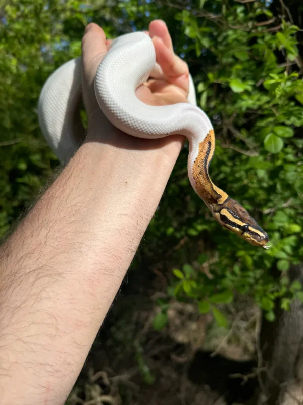 Ball Python For Sale USA
