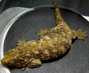 Buy Leachianus Geckos Online