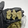 LATO POP by JOKE'S UP