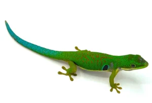 Buy Peacock Day Gecko Online Now