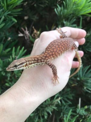 Ackie Monitor For Sale Online