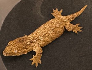 Leachianus Geckos for sale