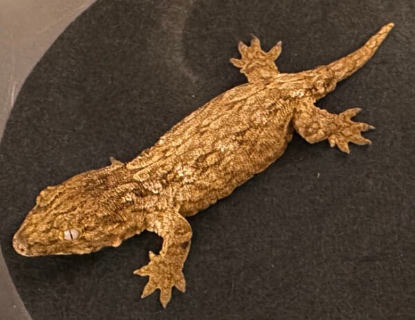 Leachianus Geckos for sale