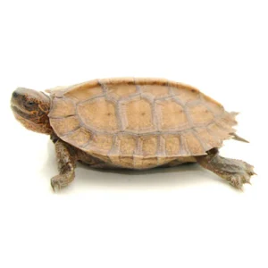 Buy Giant Leaf Turtles Online