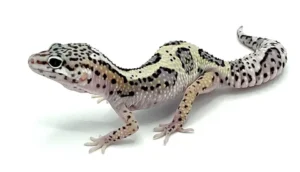 Mack Snow Jungle Leopard Gecko For Sale USA Online