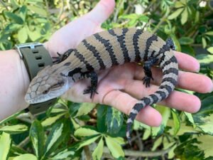 Baby Blue Tongue Skink For Sale