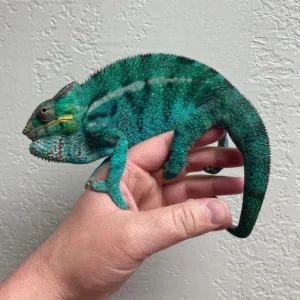 Nosy Be Panther