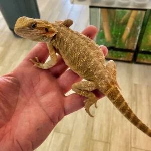 Pet Bearded Dragon For Sale