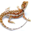 Bearded Dragon Lizard Pet For Sale