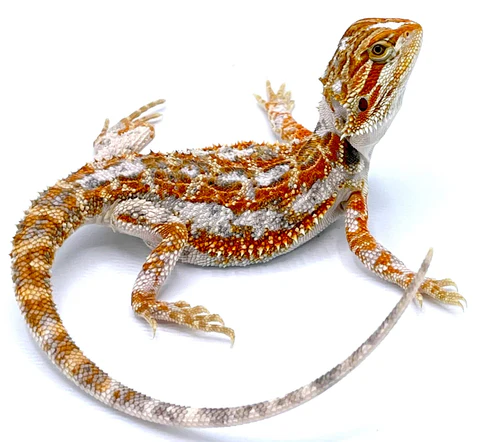 Bearded Dragon Lizard Pet For Sale