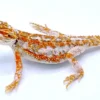 Bearded Dragon Lizard Pet For Sale