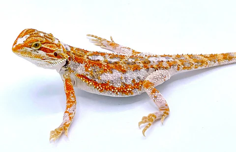 Bearded Dragon Lizard Pet For Sale