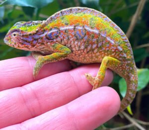 Buy Carpet Chameleon