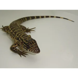 Buy Blue X Red Tegus Online
