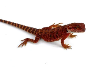 Buy Bearded Dragons Near Me Online