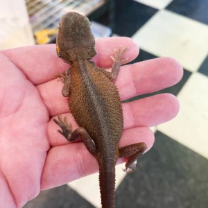 large bearded dragon for sale
