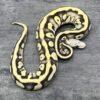 Where To Order Ball Pythons FL