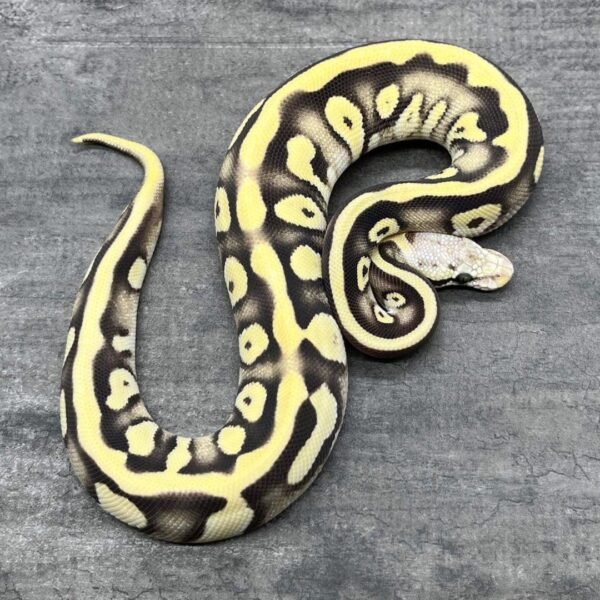 Where To Order Ball Pythons FL