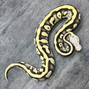 Where To Order Ball Pythons FL