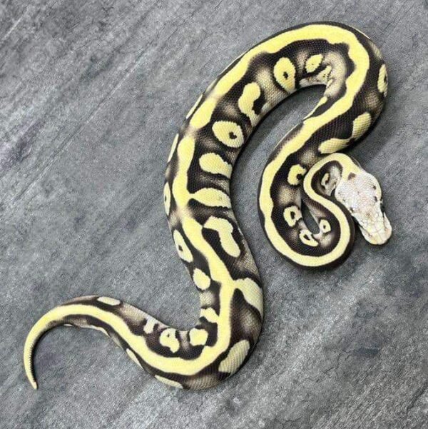 Where To Order Ball Pythons FL