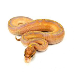 Buy Ultramel Highway Ball Python