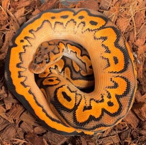 Buy Ball Pythons Online Near Me
