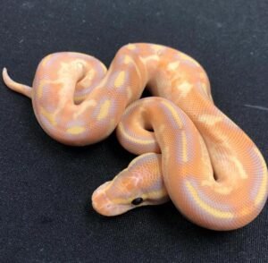 Order Ball Python Online Canada