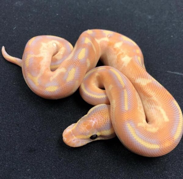 Order Ball Python Online Canada