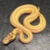 Ball Pythons For Sale USA