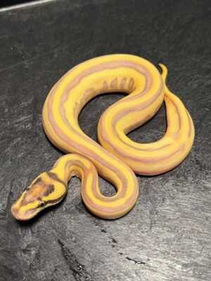 Ball Pythons For Sale USA