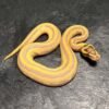 Ball Pythons For Sale USA