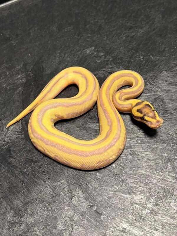 Ball Pythons For Sale USA